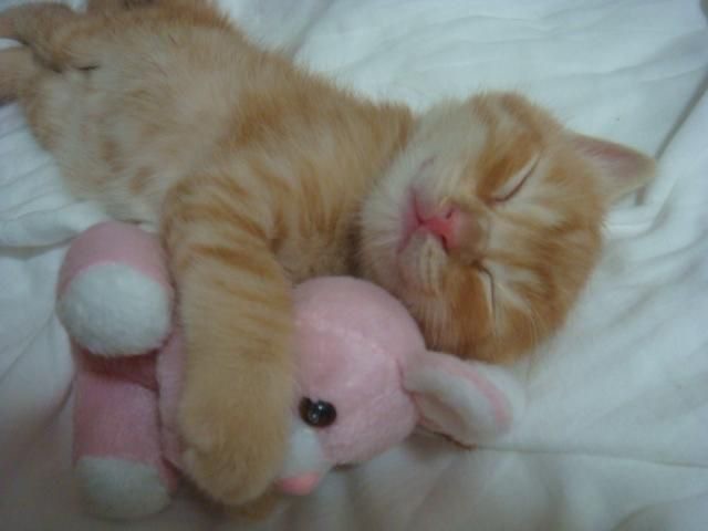 Create meme: sleeping cat, cute red kitten, The red-haired kitten is sleeping