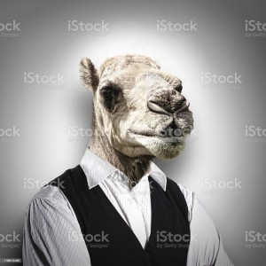 Create meme: camels