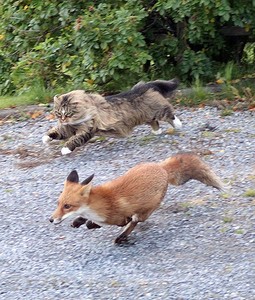Create meme: cat and Fox fight, the Fox and the cat video, cats and Fox photo
