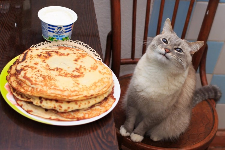 Create meme: pancake cat, meme cat in sour cream, cat with pancakes and sour cream