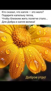 Create meme: orange flowers