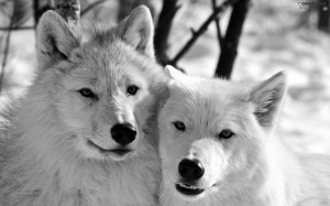 Create meme: wolf clipart, white wolves pair, good morning wolf