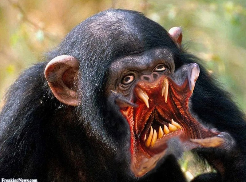 Create meme: macaque monkey, monkey chimp, monkey with lips