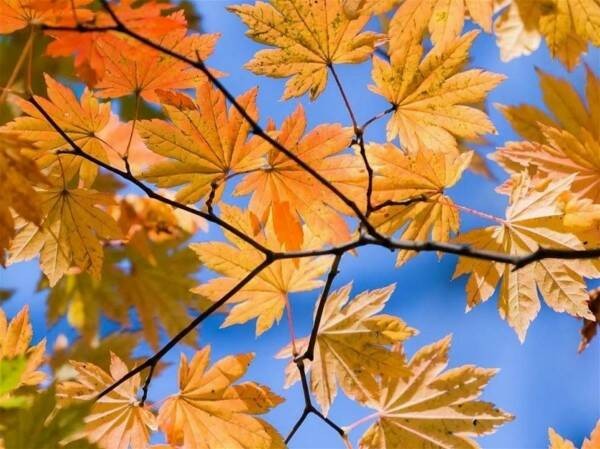 Create meme: autumn maple leaf, indian summer, autumn leaves