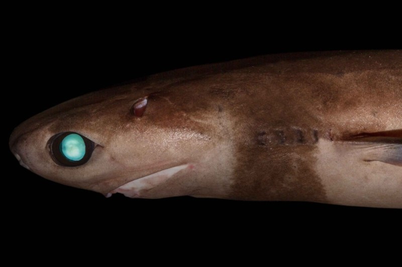 Создать мем: светящаяся акула, бразильская светящаяся акула, большезубая сигарная акула