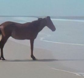 Create meme: meme horse by the sea, because the horse, horse 