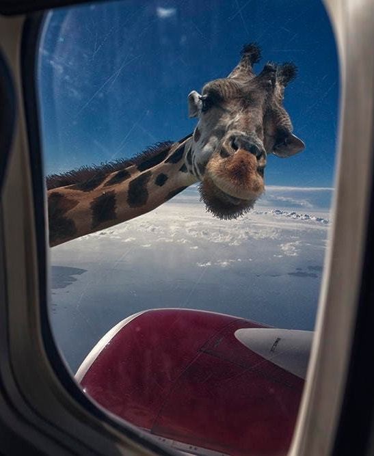 Create meme: giraffe peeks through the porthole, giraffe in the window of the plane, giraffe in the window of the plane