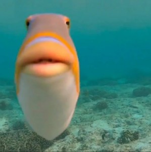 Create meme: fish