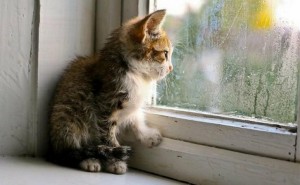 Создать мем: котенок скучает, ждущий кот, котенок у окна