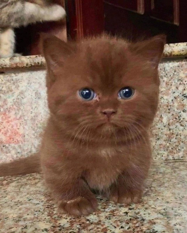 Создать мем: британские кошки темный шоколад, шоколадный вислоухий шотландец, британская кошка окрас циннамон