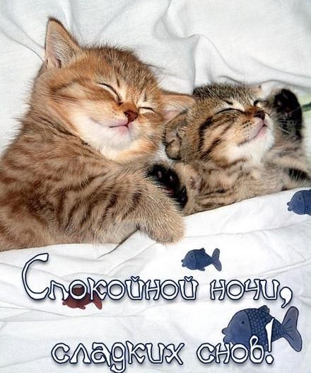 Create meme: kitty good night, Sweet dreams, my love, sweet dreams cat