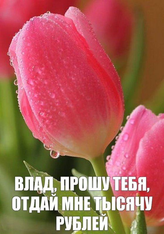 Создать мем: красивый тюльпан, тюльпаны макро, тюльпаны цветы