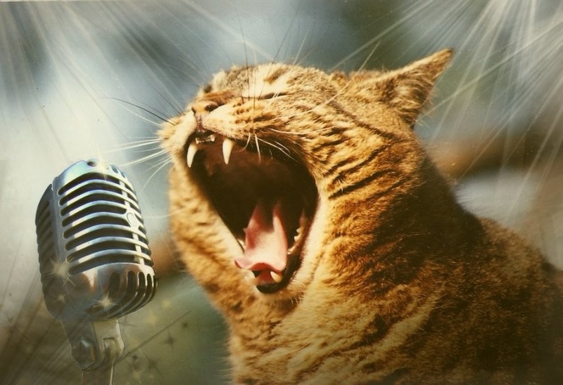 Создать мем: кричащий кот, кошка с микрофоном, кот с микрофоном
