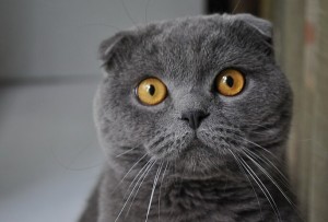 Создать мем: британский кот вислоухий серый, скоттиш-фолд шотландская вислоухая, шотландская вислоухая кошка