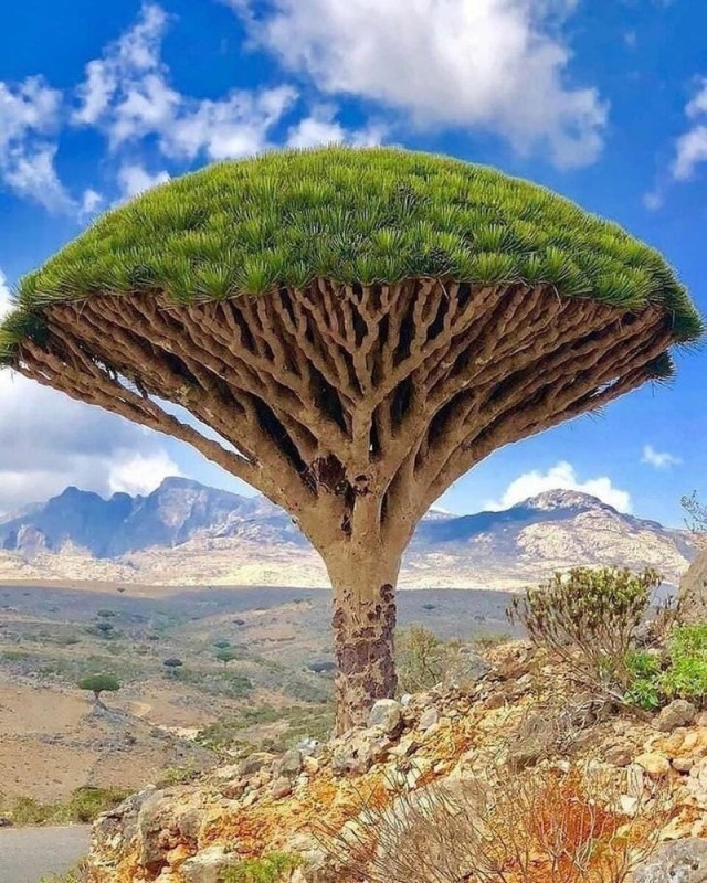 Create meme: the most unusual trees, dragon tree, an unusual tree