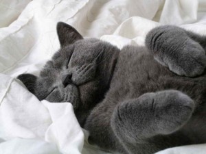 Создать мем: утро кот, серый кот, спящий кот