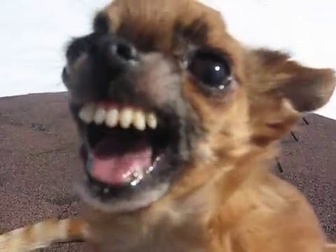 Create Meme The Dog Angry Dog Chihuahua Evil Chihuahua Pictures Meme Arsenal Com