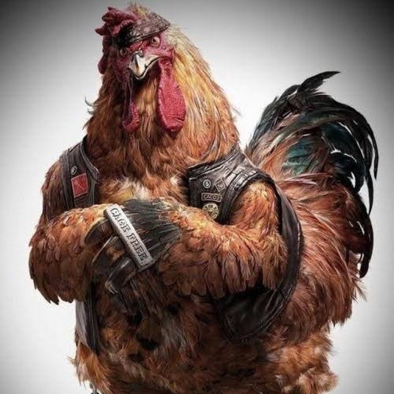 Создать мем: крутая курица, боевой петух, боевая курица