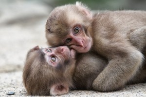 Создать мем: две милые обезьянки, обезьяна, две обезьянки