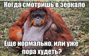 Create meme: ass orangutan, klemantaski orangutan