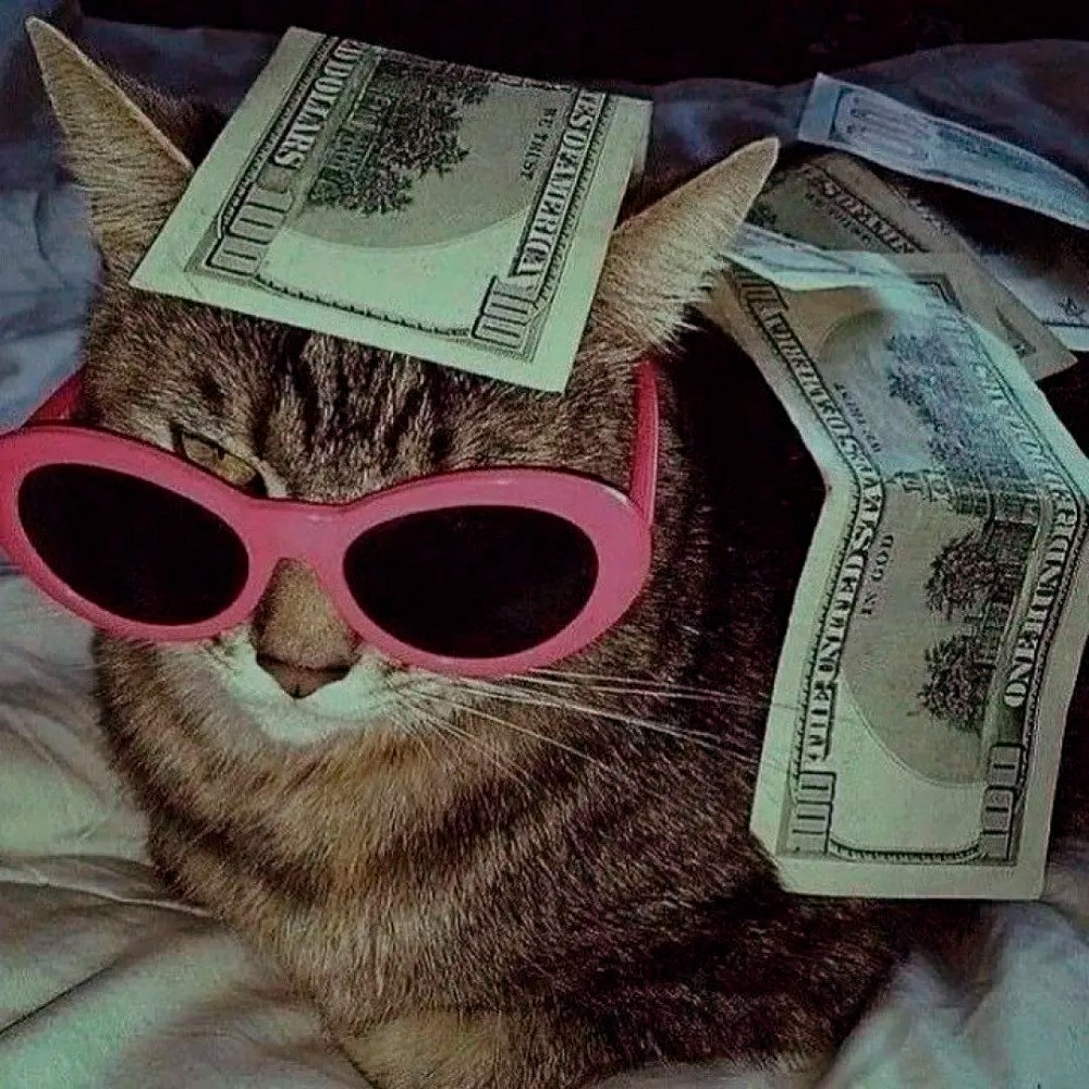 Create meme: The cat with glasses is cool, cat in glasses , the cat with pink glasses