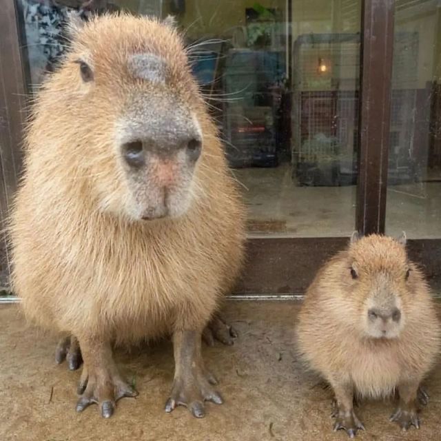 Create meme: little capybara, big capybara, a pet capybara
