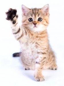 Create meme: cute kittens, kitties, cat