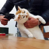 Создать мем: кот с оружием, котик с пистолетом, стреляй кот