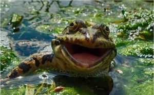 Create meme: frog, the frog kVA, happy frog