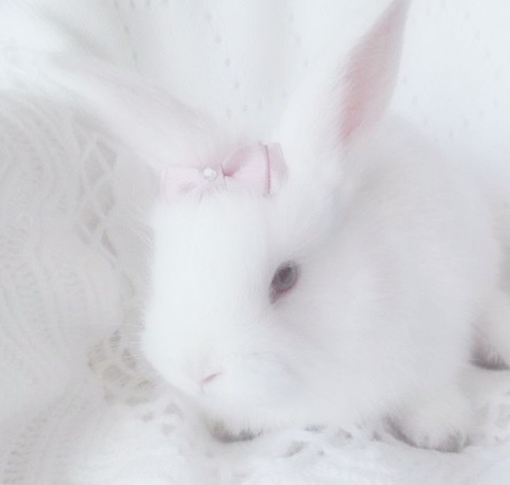 Создать мем: белый паннон кролик, красивые кролики, ангорский кролик