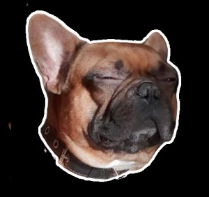 Create meme: bulldog, breed French bulldog, French bulldog dog