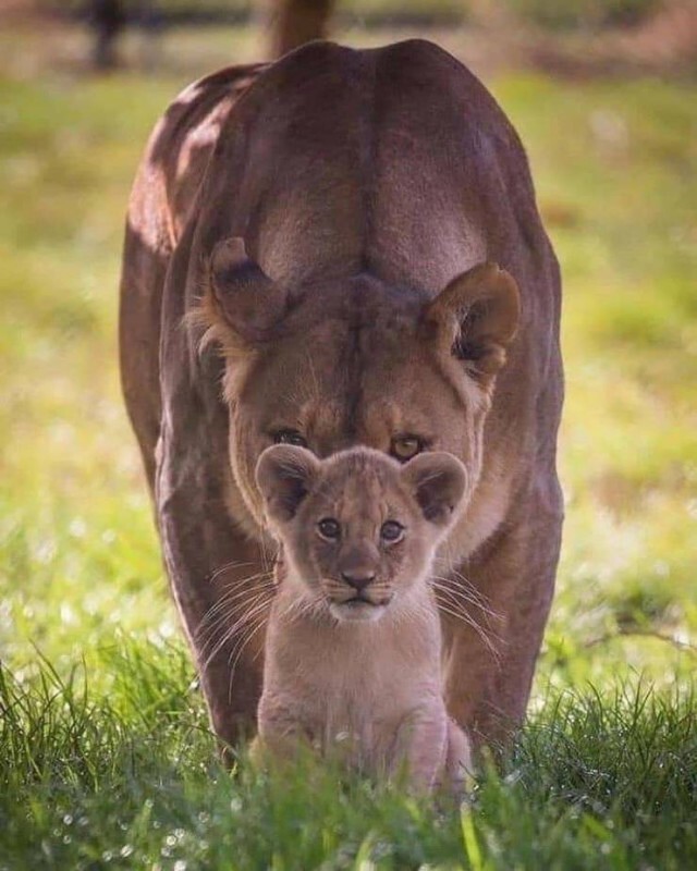 Create meme: mother lioness, lioness with a lion cub, lioness 