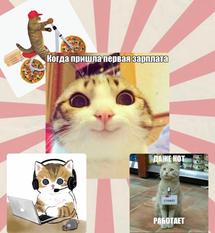 Создать мем: кошка, последний слайд презентации, приколы смешные