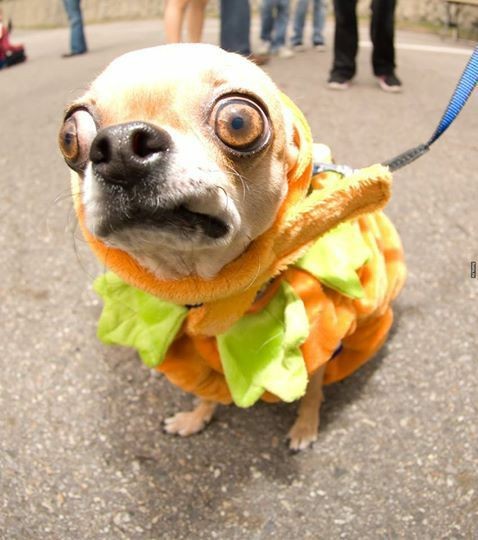 Создать мем: собака с выпученными глазами, чихуахуа злая, чихуахуа собака