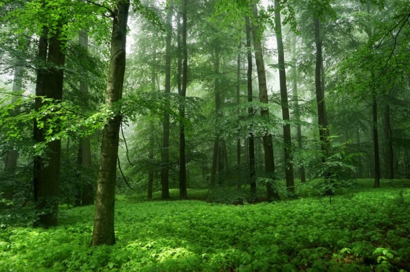 Create meme: beautiful nature forest, broad - leaved forest, forest trees 