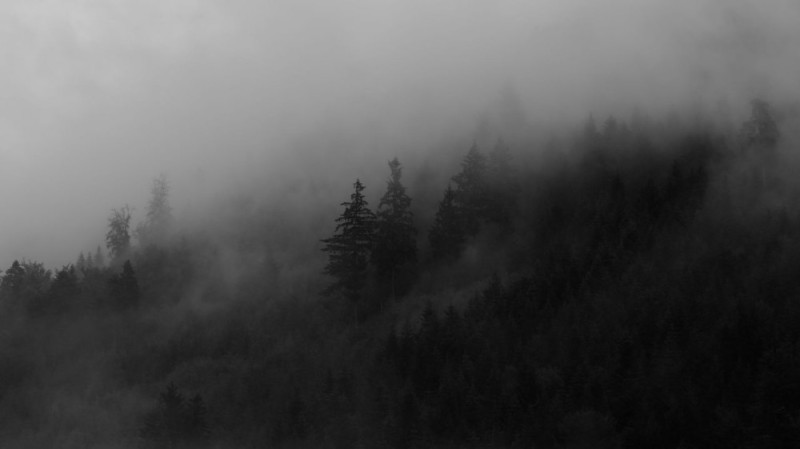 Create meme: nature fog, forest misty, the black forest in the fog