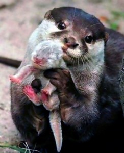 Create meme: otter