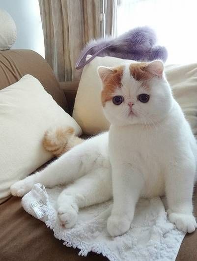 Create meme: cat Snoopy , exotic , exotic Shorthair cat Snoopy