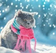 Create meme: a cat in a scarf in winter, the cat in the scarf, cat snow winter