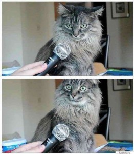 Создать мем: кот с микрофоном, комиксы коты, вы осознаете