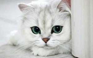 Создать мем: милый кот, белая кошка, милые котики