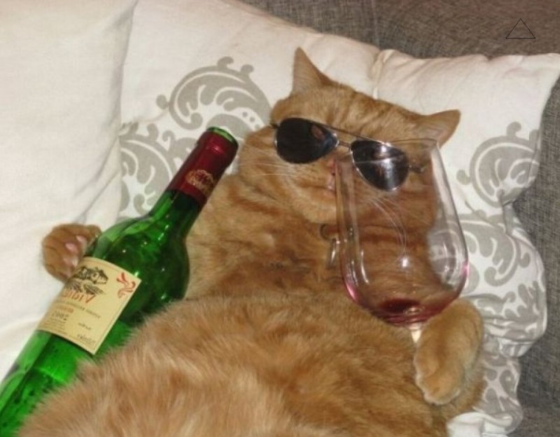 Создать мем: пьющий кот, кот с пивом, кот с бутылкой мем