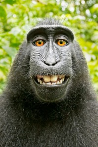 Создать мем: макака сирапука, довольная обезьяна, улыбающаяся обезьяна