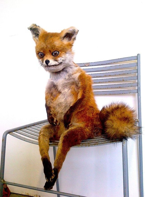 Create meme: Fox on a chair in effigy, Fox stuffed animal , meme stoned Fox 