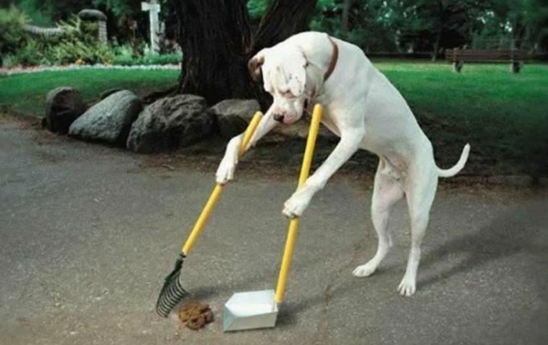 Create meme: the dog cleans up after himself, dog funny, clean up after the dogs
