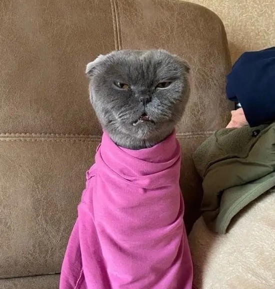 Создать мем: вислоухая кошка в одежде, британская кошка, вислоухий кот