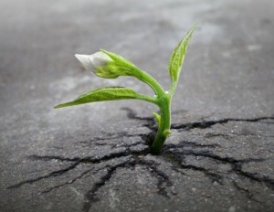 Create meme: life, life nature, sprout