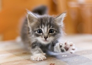 Create meme: kotyata, kitties, cute kittens
