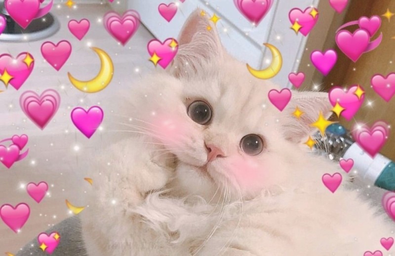 Create meme: cute cats with hearts, cute cat with hearts, cats picchi cute