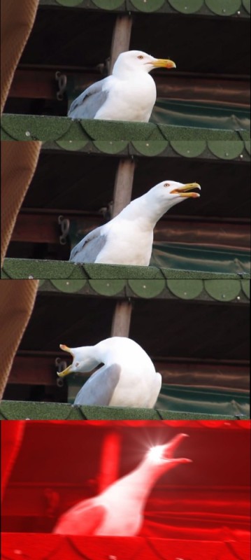 Create meme: seagulls meme, screaming Seagull meme, Seagull meme